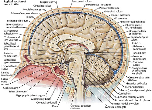 Human brain nerve